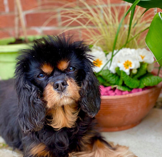 May's Dog of the Month - Mye