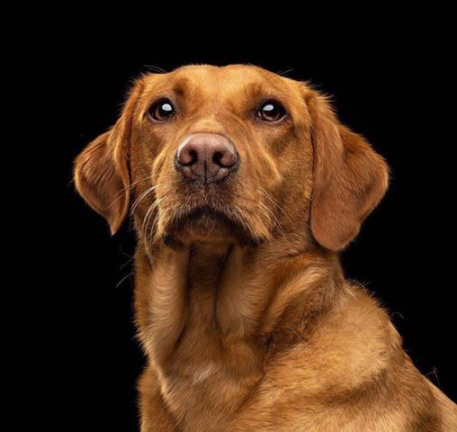 Cola - Dog of the Month winner for June