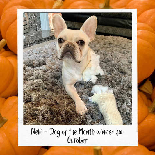 October Dog of the Month - Nelli