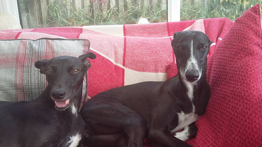 May - Dog of the Month