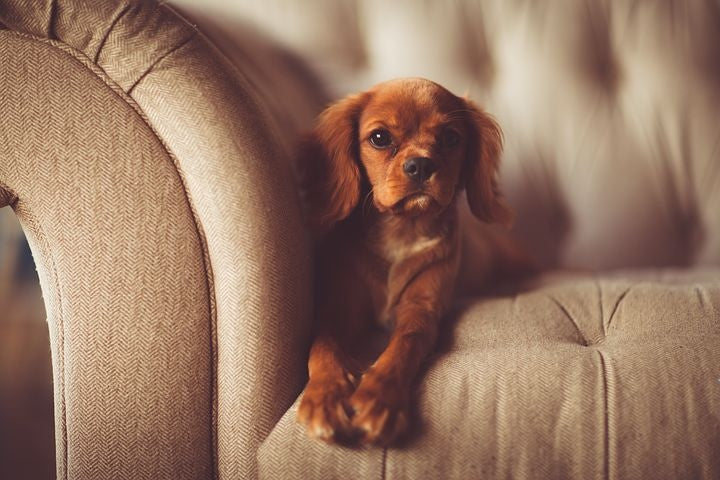 Adrenal Gland Disorders in Dogs