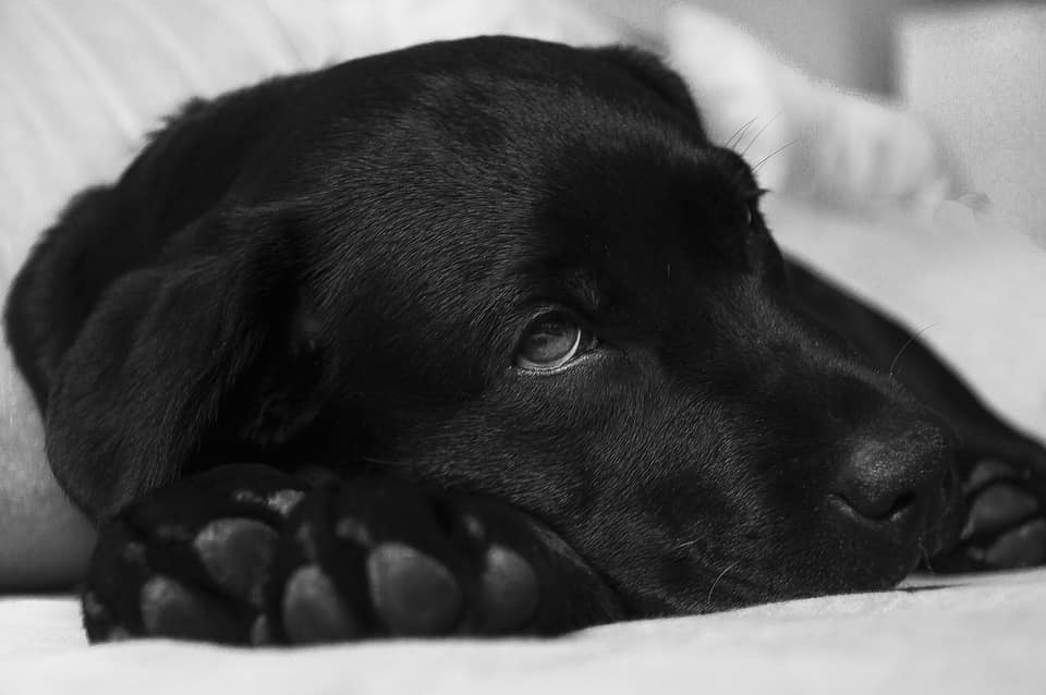 Recuperating Dogs