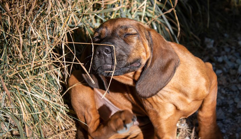 Keep Off Me! natural flea & tick repellent - An in depth look at the ingredients and benefits