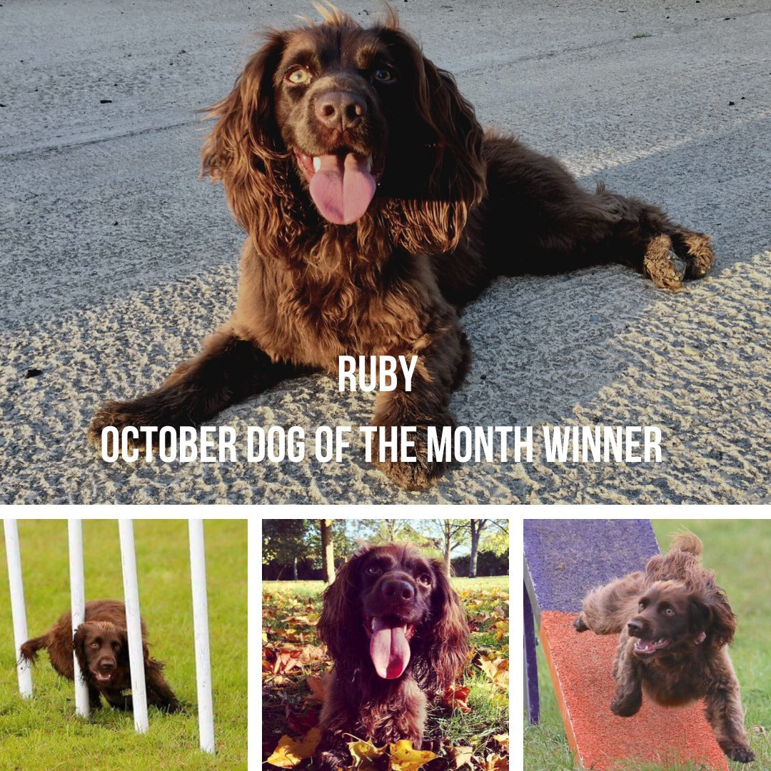 October - Dog of the Month