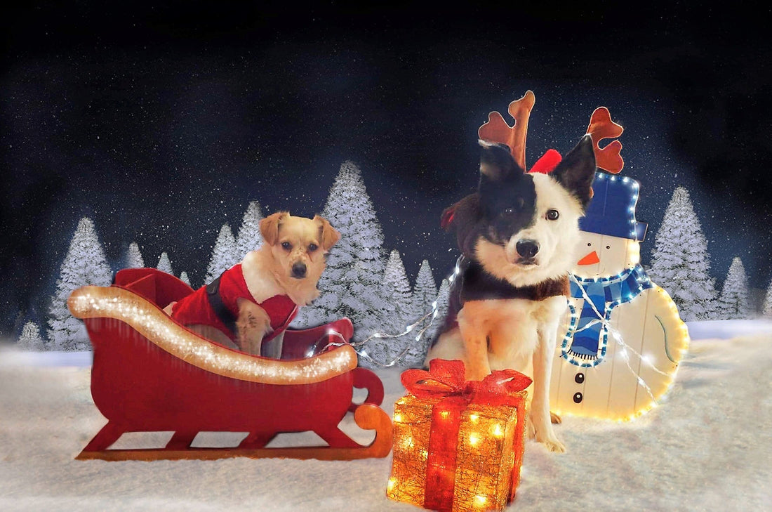 December - Dog of the Month