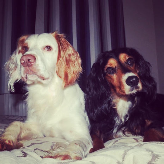 Hope & Muse - April's Dog of the Month winners