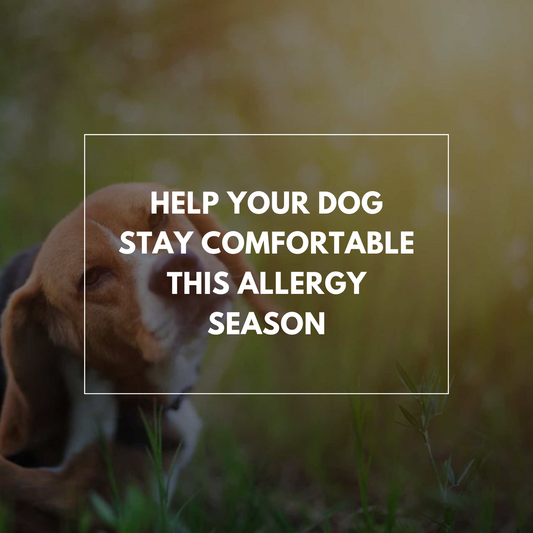 Help your dog stay comfortable this allergy season