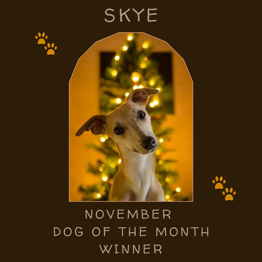 Skye - November Dog of the Month winner