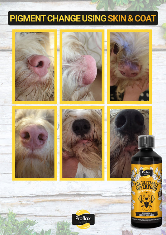 Skin & Coat helps to restore pigment