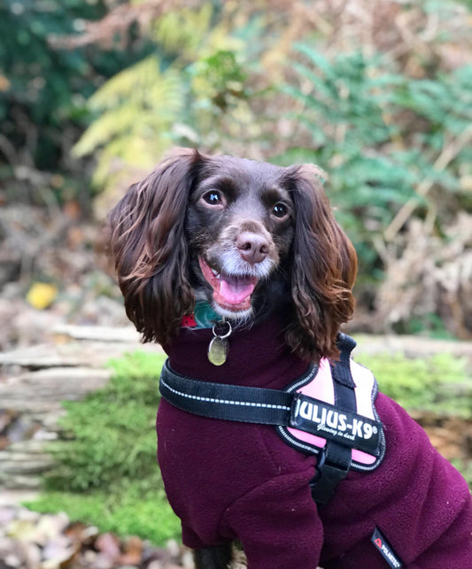 March Dog of the Month - Poppy