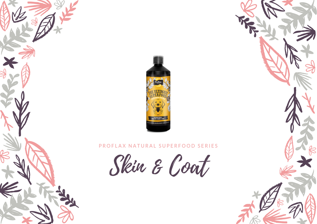 Benefits of Our Skin & Coat Supplement