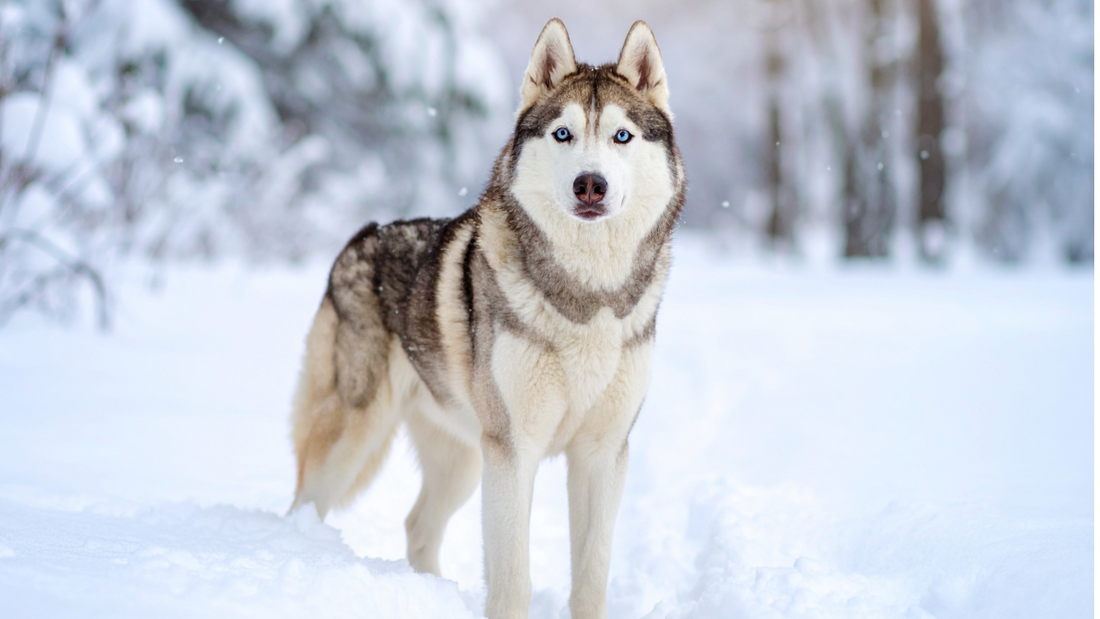 🐾 Keeping Senior Dogs Happy, Strong & Mobile This Winter