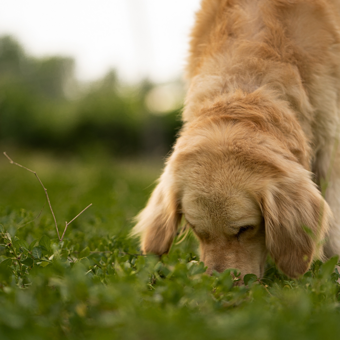 Why do dogs eat grass? Understanding the behaviour and what you can do about it