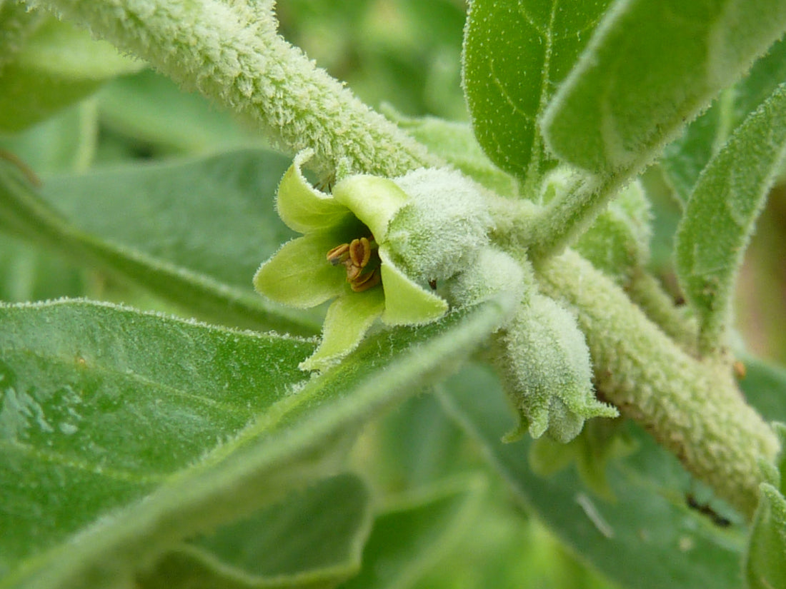 The Health Benefits of Withania