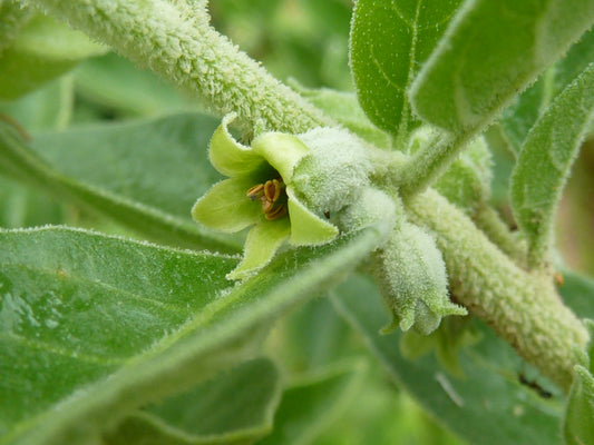 The Health Benefits of Withania