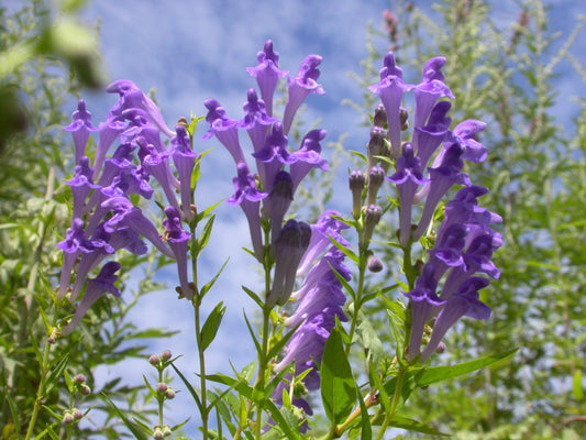 The Health Benefits of Skullcap Lateriflora