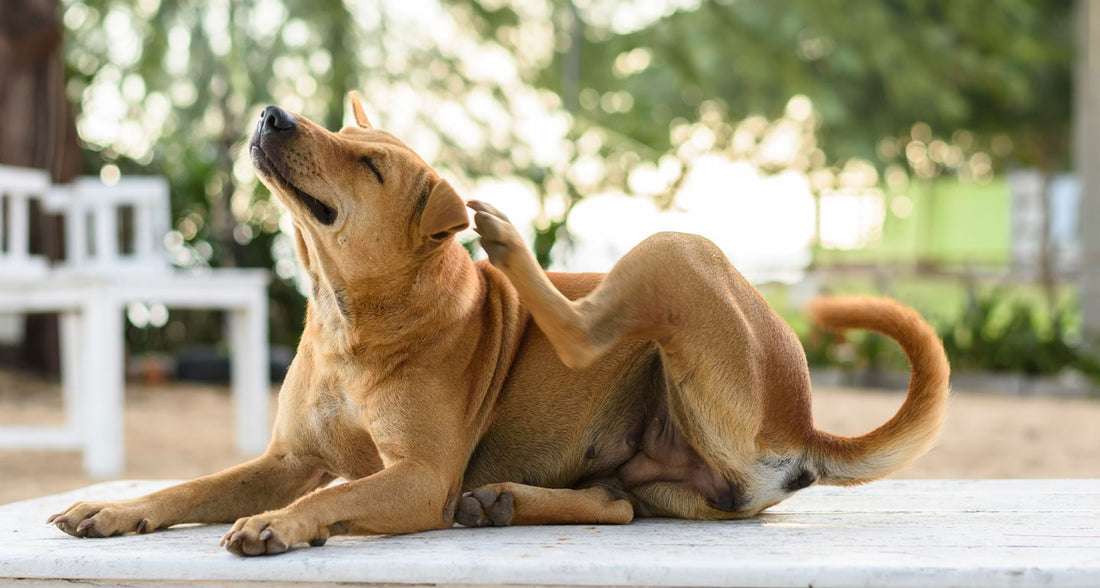 Is your dogs gut health responsible for its allergies?