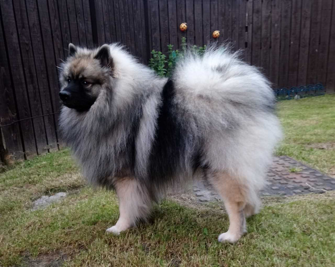 June - Dog of the Month