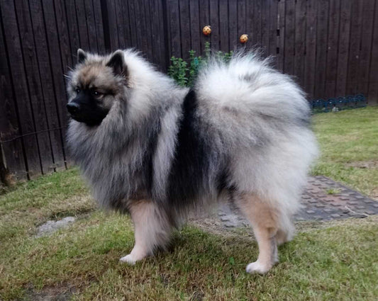 June - Dog of the Month
