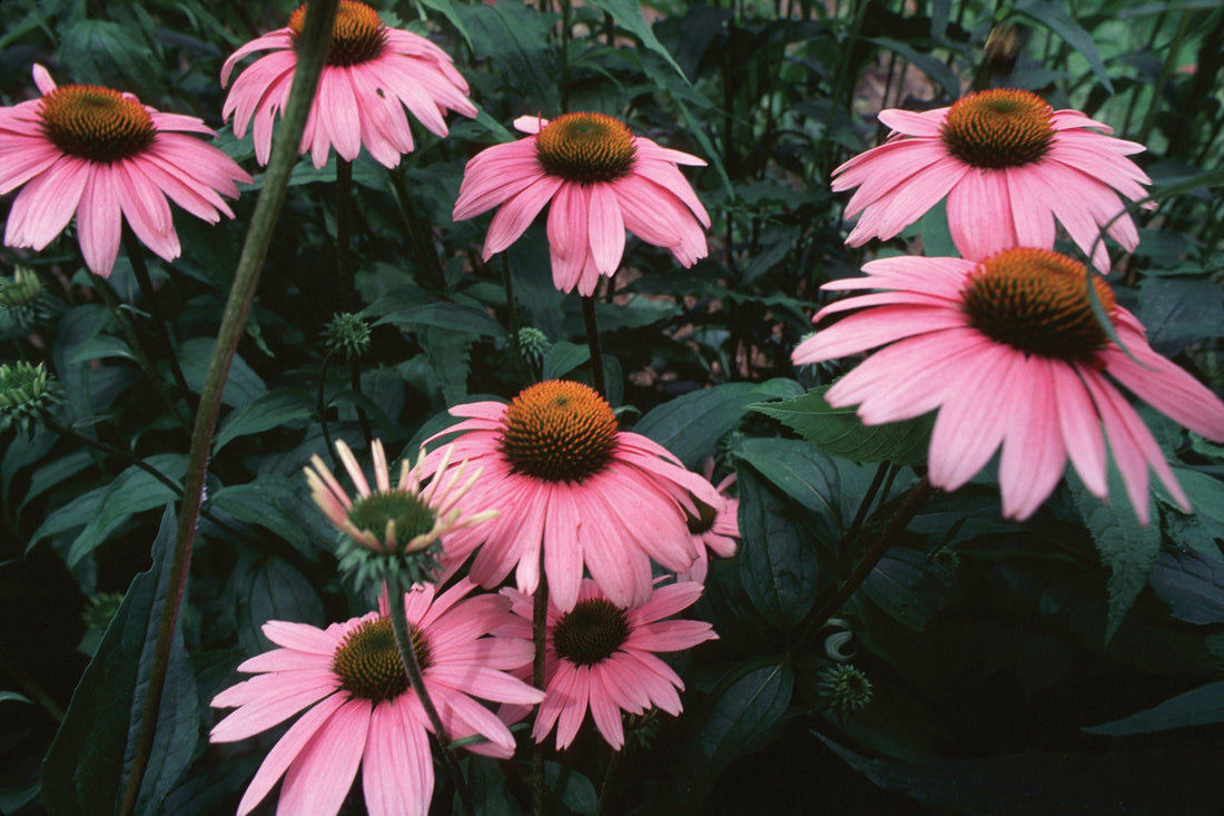 The Health Benefits of Echinacea