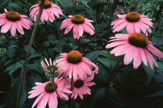 The Health Benefits of Echinacea
