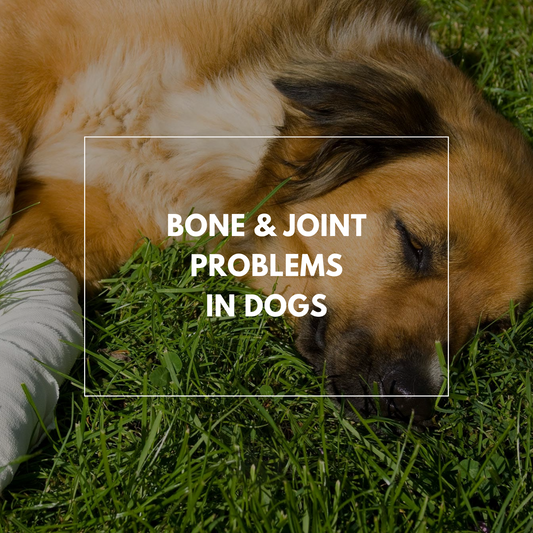 Bone & Joint Problems in Dogs