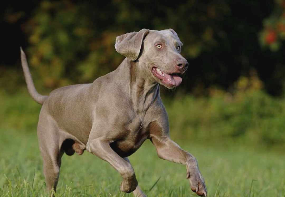 Care of your dog's immune system