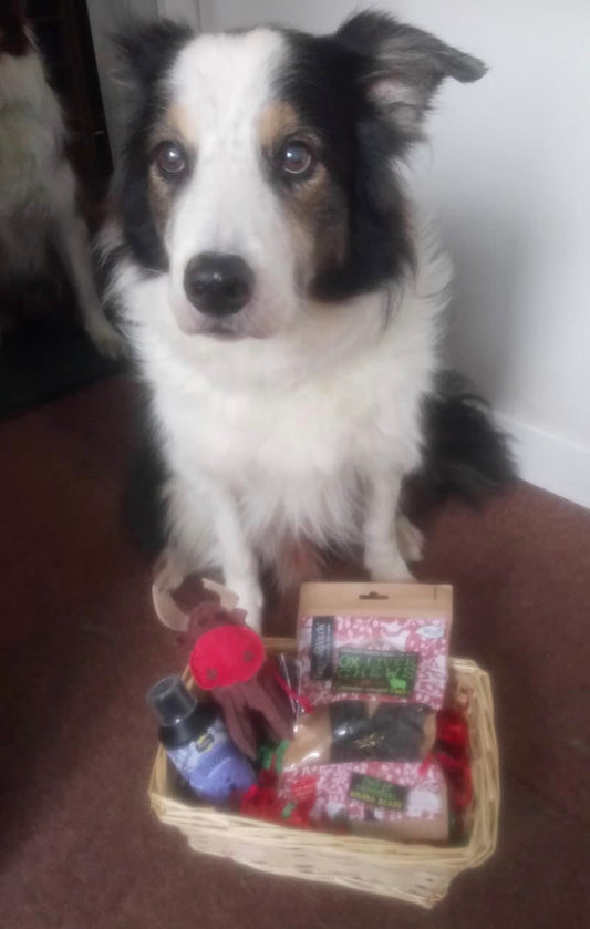 November - Dog of the Month