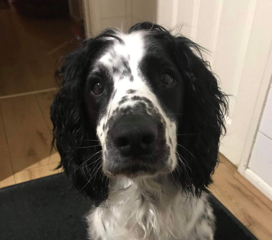 January - Dog of the Month