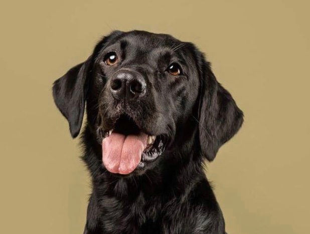 Rubix - February Dog of the Month