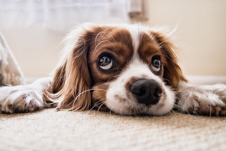 Worms in Dogs
