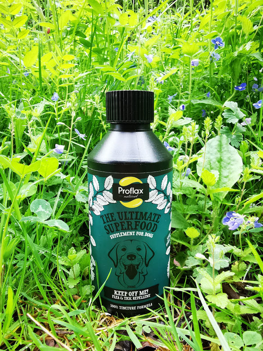 The natural way to keep your dog flea & tick free this Summer
