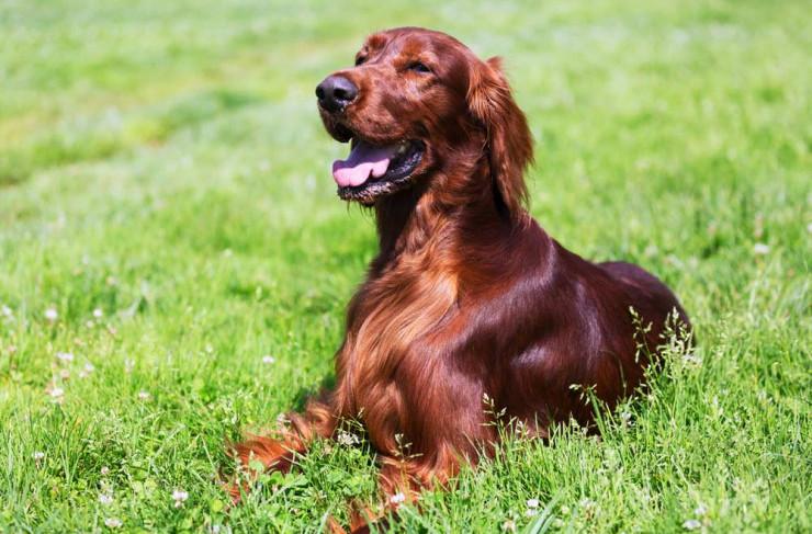 How to keep your dogs skin and coat healthy