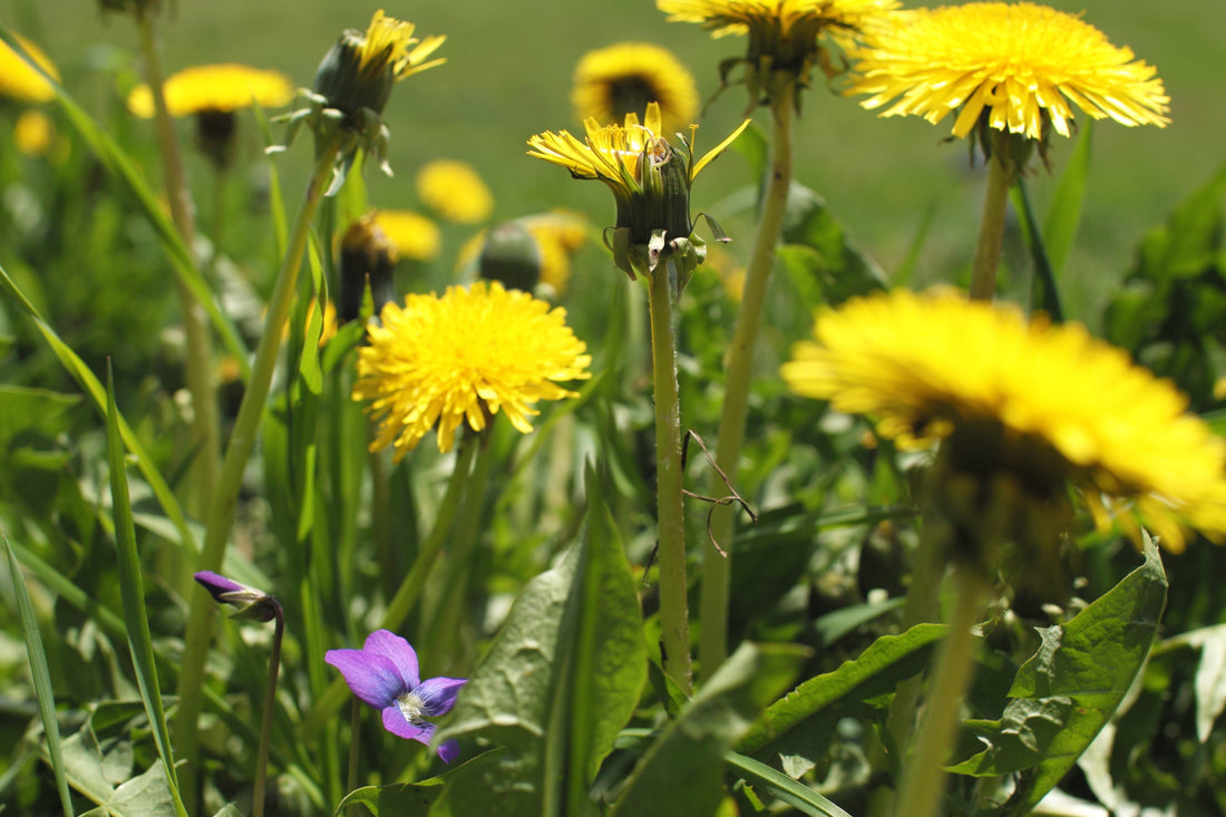 The Health Benefits of Dandelion