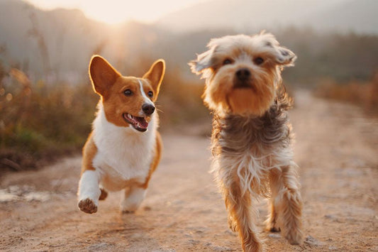 How to keep your dogs bones & joints healthy