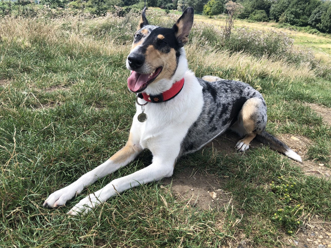 July - Dog of the Month